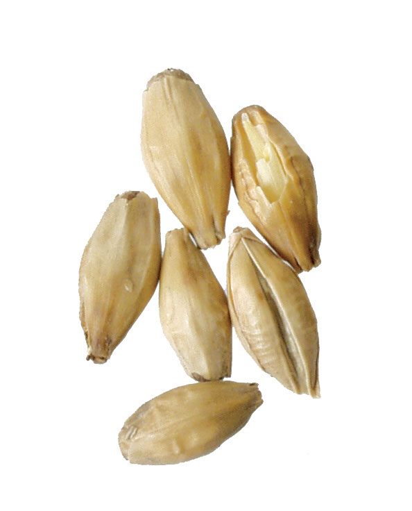 Floor Malted Bohemian Pilsner 1 lb